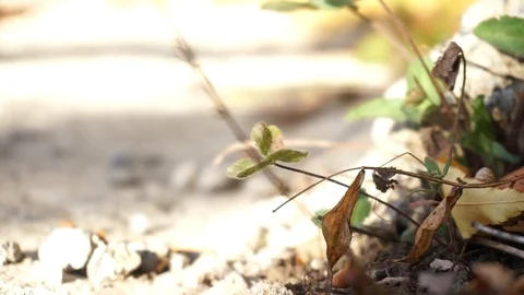 Nature and leaves. Stock Footage 103249115