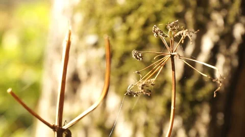 Nature and leaves. Stock Footage 103249123
