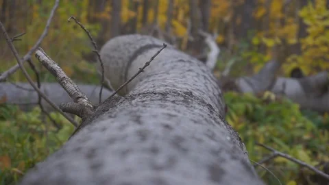 Nature and leaves. Stock Footage 103249144
