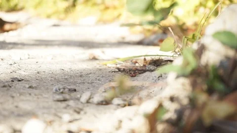 Nature and leaves. Video stock 103249151