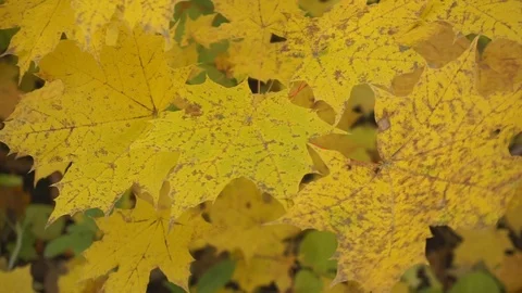 Nature and leaves. Stock Footage 103249153