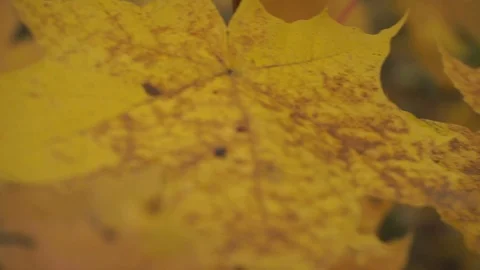 Nature and leaves. Stock Footage 103249158