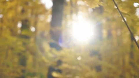 Nature and leaves. Stock Footage 103249165