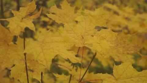 Nature and leaves. Stock Footage 103249167