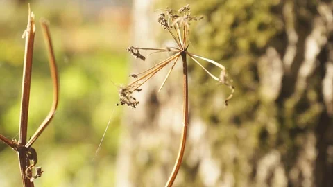 Nature and leaves. Stock Footage 103249171