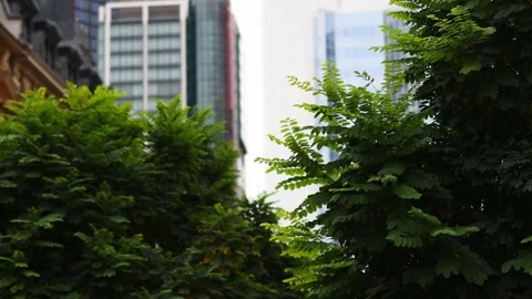 Nature and modern skyscraper background video Stock Footage 254253219