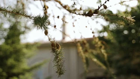 Nature and plants. Green pine bushes with cones on the branches Stock Footage 126637702