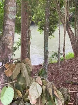 Nature and Reflections in the River Stock Photos