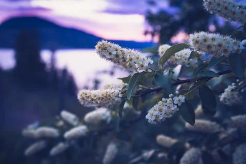 Nature and tranquility concept, white bird cherry blossoms blooming on a tree Stock Photos