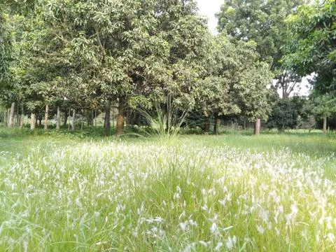 NATURE AND TREE Stock Photos
