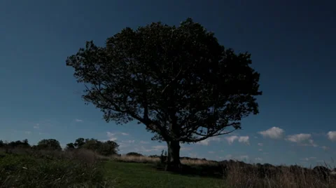 Nature and Tree Timelapse 2 Stock Footage 29558463