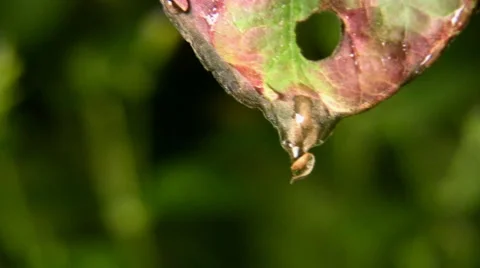 Nature and water Видео 2169391