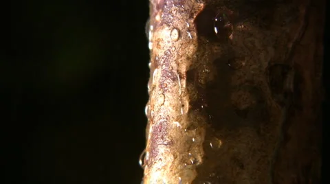 Nature and water Видео 2183301