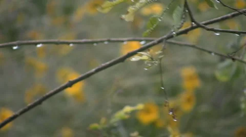 Nature and water Видео 2882636