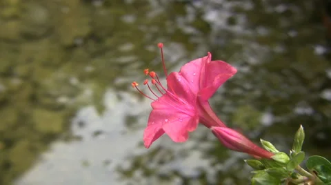 Nature and water Видео 5385490