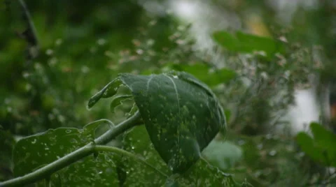 Nature and water Видео 5408548