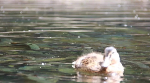 Nature and Wildlife Element- Duck swiming Stock Footage 39937620