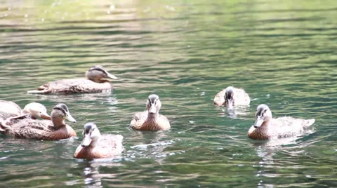Nature and Wildlife Element - Ducks Eating Stock Footage 39937293