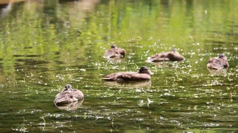 Nature and Wildlife Element - Flock of swiming ducks Stock Footage 39937537