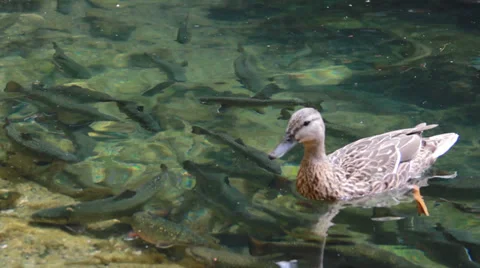 Nature and Wildlife Element Stock Footage 39936741