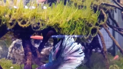 Nature aquascape Stock Footage 167514973