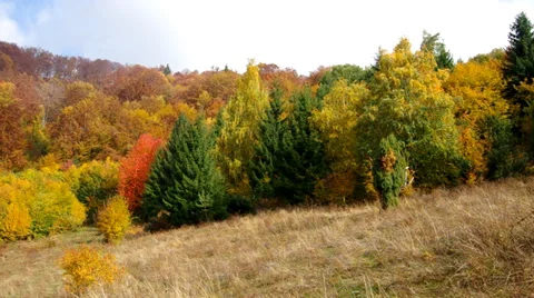 Nature in autumn Stock Footage 32242379