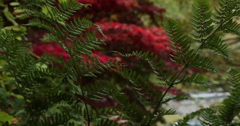 Nature in autumn Stock Footage 81260768