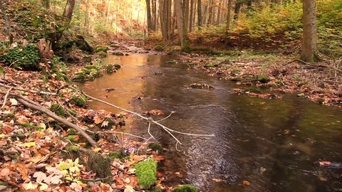 Nature in the autumn Stock Footage 81532480