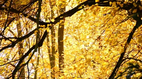Nature in autumn. Stock Footage 82678226