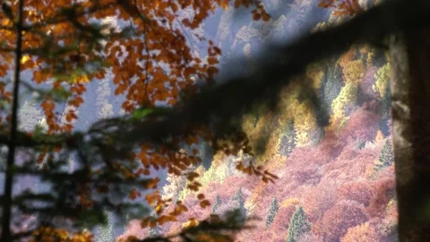 Nature Autumn Stock-Footage 212505569