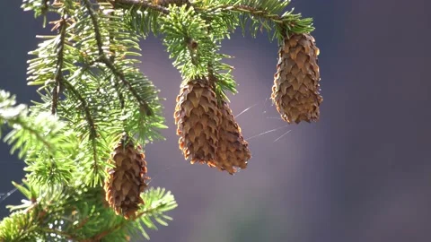 Nature Autumn Stock-Footage 212505570