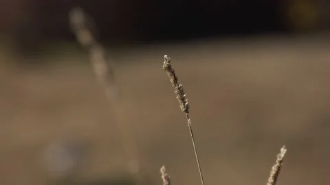 Nature Autumn Stock-Footage 212505579