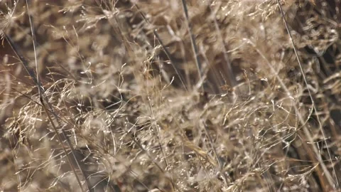 Nature Autumn Vídeo Stock 212505601