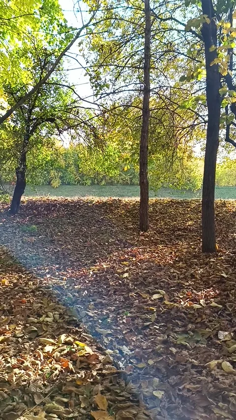 Nature in autumn Video stock 290108940