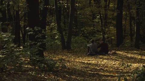 Nature, autumn forest Stock Footage 81489481