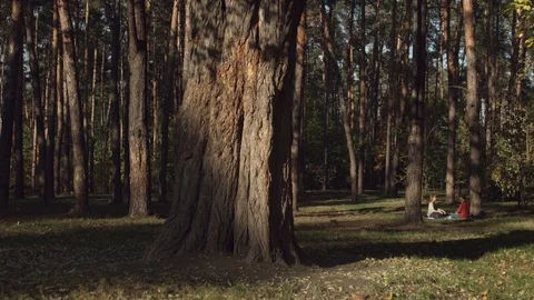 Nature, autumn forest Video stock 81489878