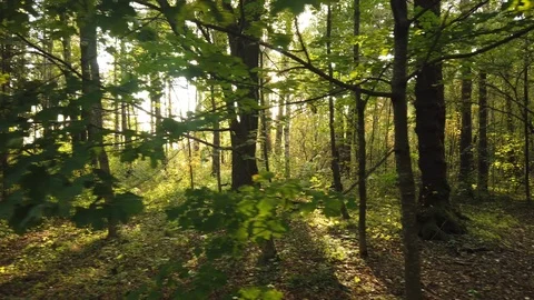 Nature in Autumn time Video stock 117714805