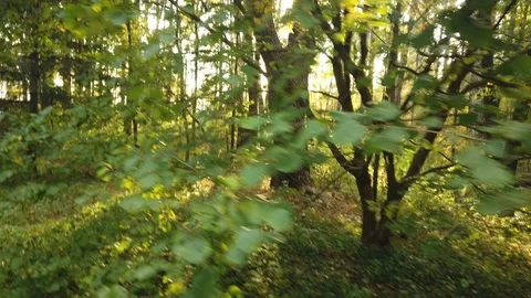 Nature in Autumn time Video stock 117716048