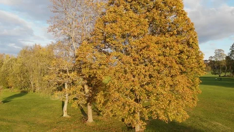 Nature in Autumn time Video stock 117718624