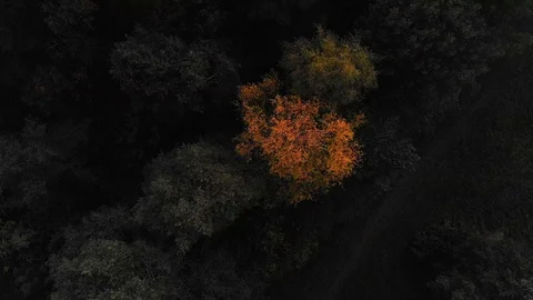 Nature in Autumn time Video stock 117724786