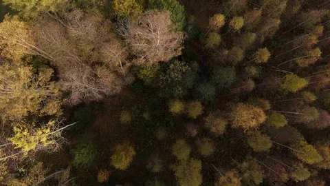 Nature in Autumn time Video stock 117729026
