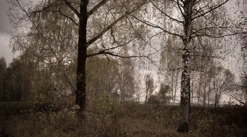 Nature autumn Timelapse Stock Footage 68391903