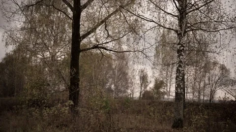 Nature autumn Timelapse Stock Footage 68392020