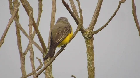 Nature ave bird Stock Footage 93440429