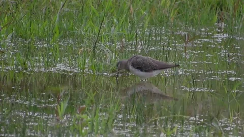 Nature ave bird small puddle Stock Footage 93440424
