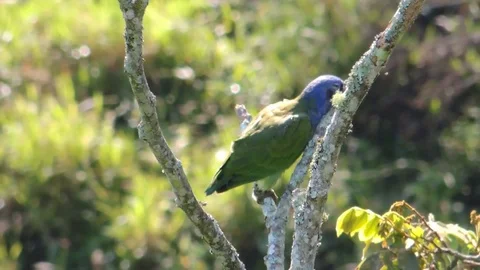 Nature ave lora Stock Footage 93440430