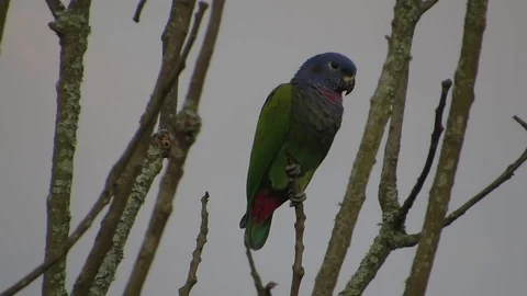 Nature ave parrot Stock Footage 93440437