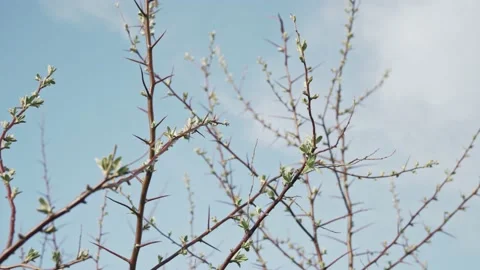 Nature awakening on early spring, trees branches on sky background Stock Footage 171653989