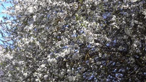 Nature Awakens – Blooming Tree Under Clear Blue Sky Stock Footage 303592375