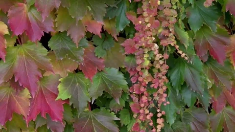 Nature B-Roll: Sunlit Maple Leaves and Rippling Water Stock Footage 346196561